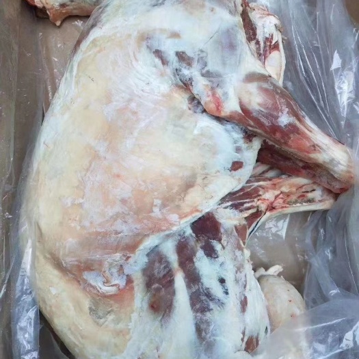 定州市白条羊  烤全羊全品累全国发货