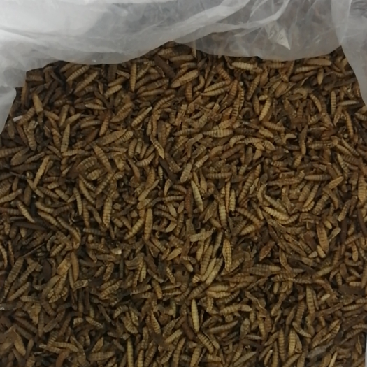 安阳五谷虫 微波烘干黑水虻虫干
