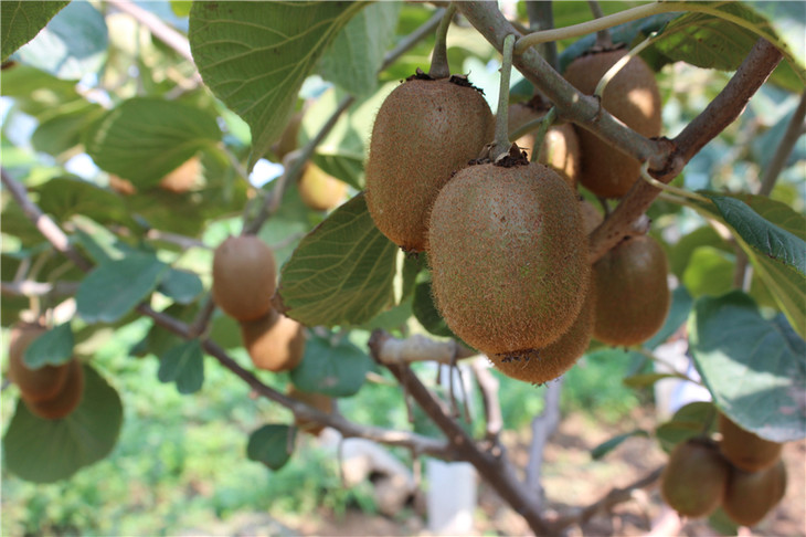 徐香猕猴桃  有需要的VX152   91840   617可以一件代发