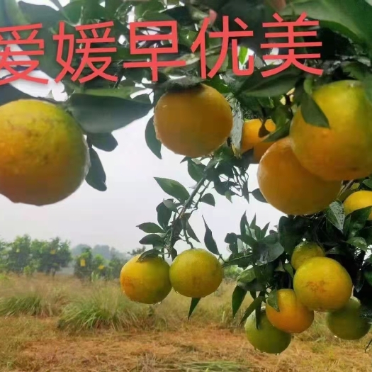 平和县柑桔枝条  爱媛早优美柑橘品种介绍 嫁接枝条供应