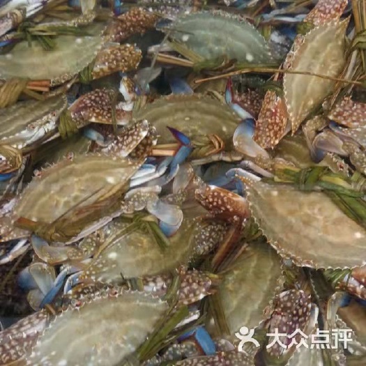 北海大闸蟹 广西壮族自治区北海市银海区 