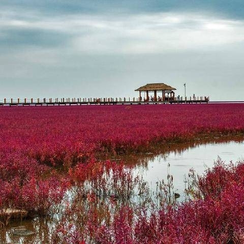 杭州碱蓬草种子耐盐碱治理荒地土壤改良荒碱菜盐地沙地红色海滩涂植物