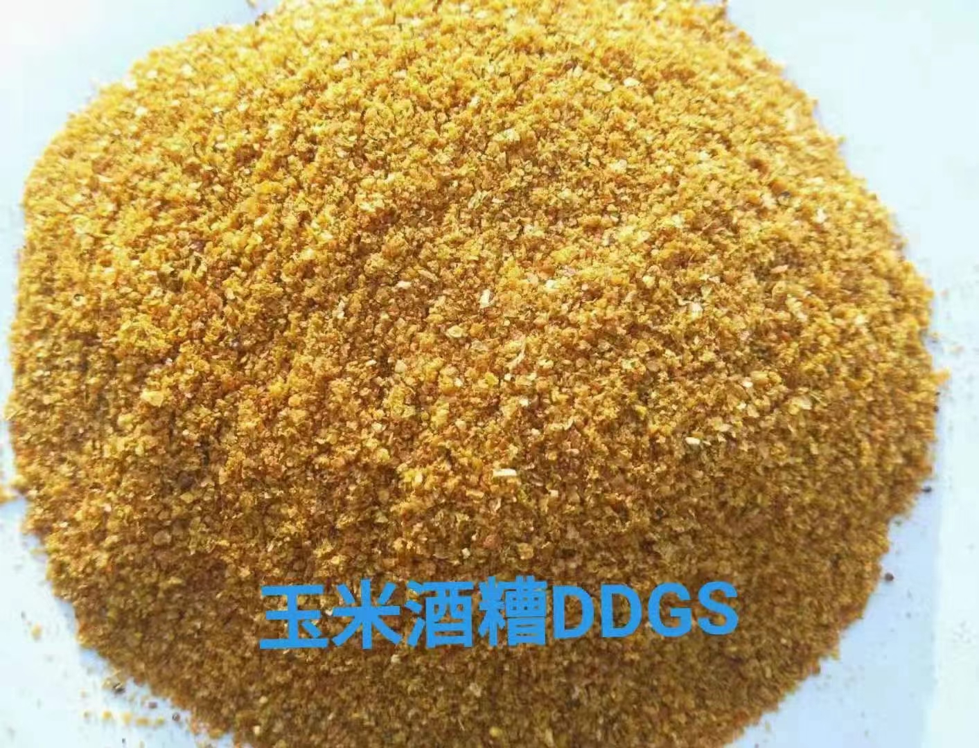 膨化玉米  玉米酒糟DDGS