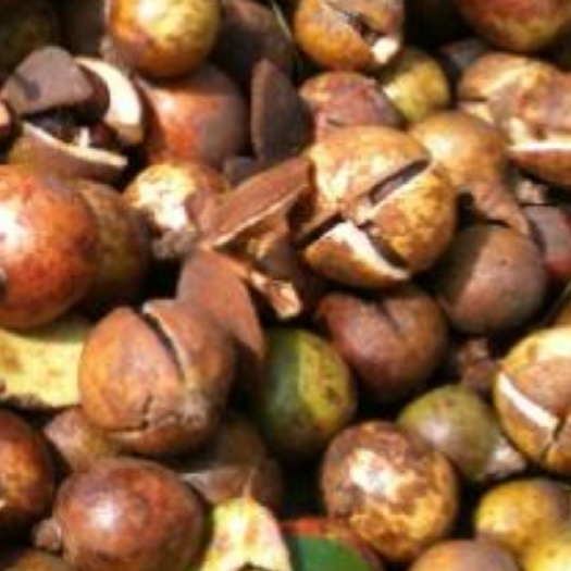 兴国县山茶油  绿色食品茶油。