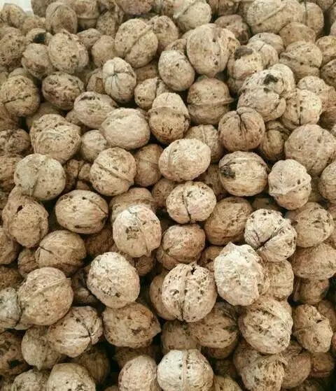 永平县 薄皮核桃