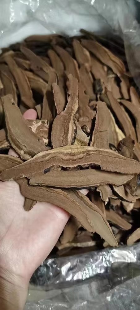广州黑灵芝  深山黑灵芝片