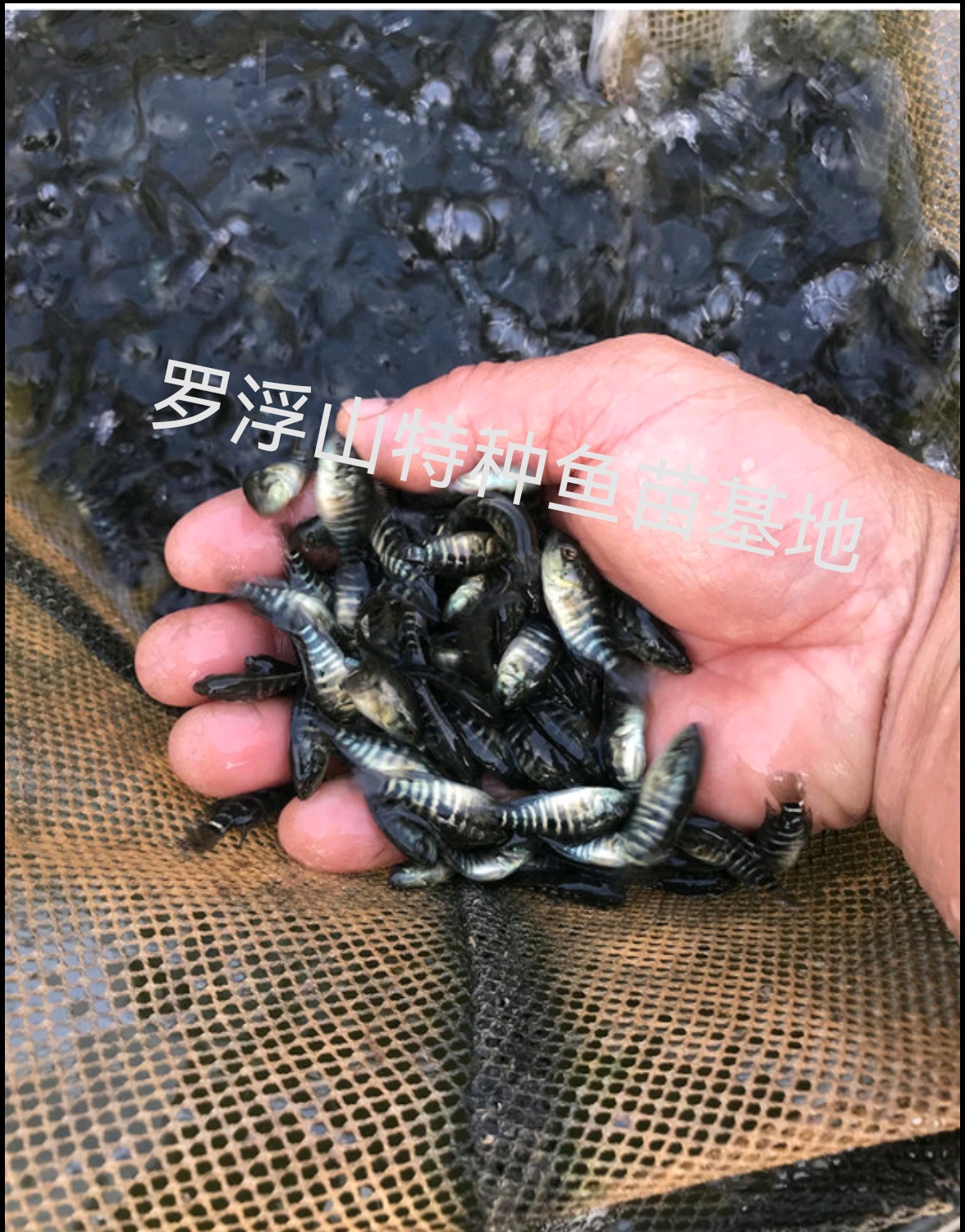 淡水石斑 溪石斑