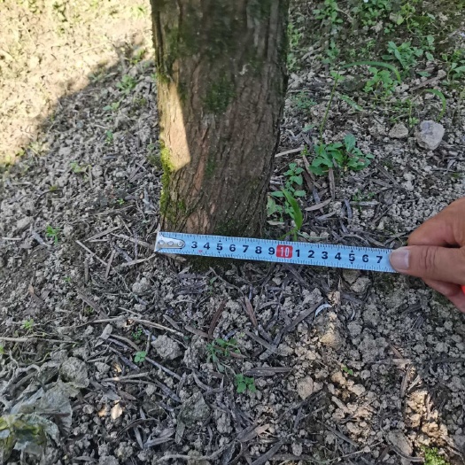 荔浦市 罗汉松