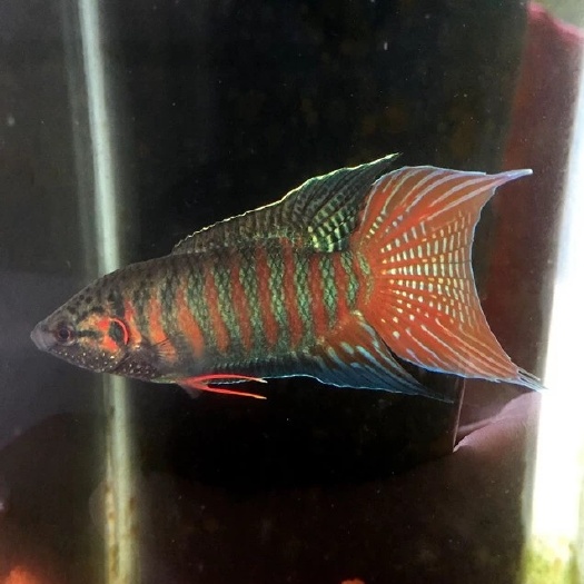 饶平县斗鱼中国斗鱼普叉改良巨普批发零售欢迎电商水族馆大佬联系
