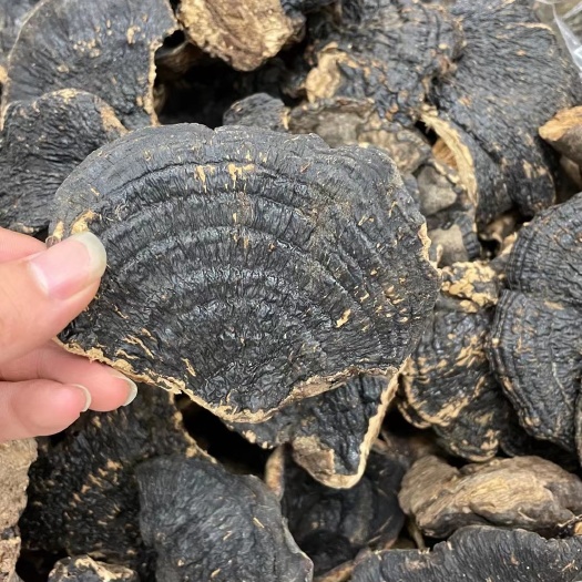 广州 精选黑灵芝 量大价格优惠