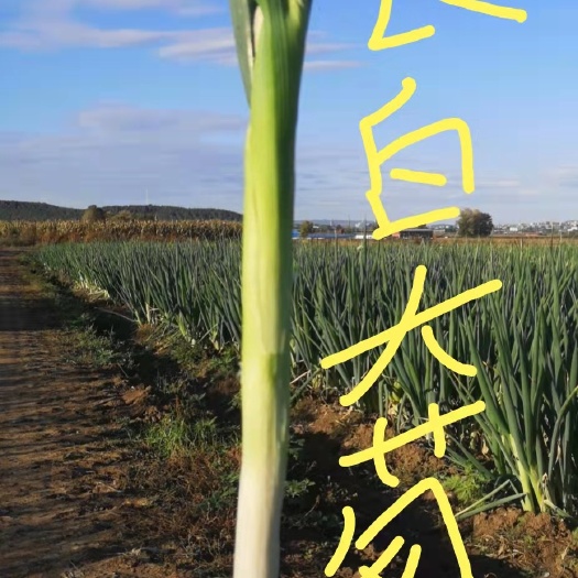宁安市 牡丹江铁杆大葱长白大葱正在热销中