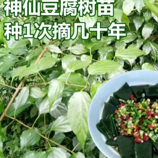 景洪市豆腐柴苗  苗)