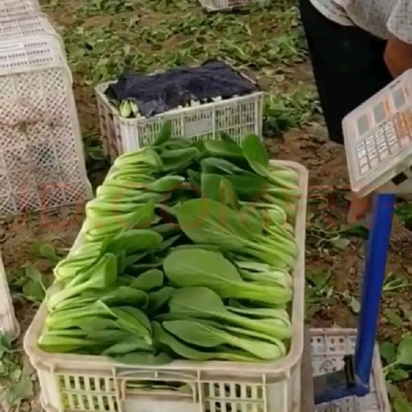 上海青，现割新鲜，冷鲜发货。