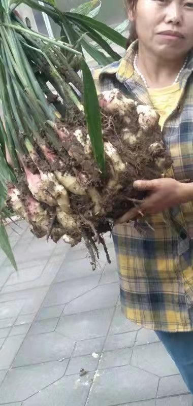 高邑县姜种 精品大姜基地