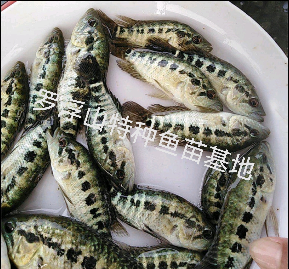 淡水石斑 溪石斑