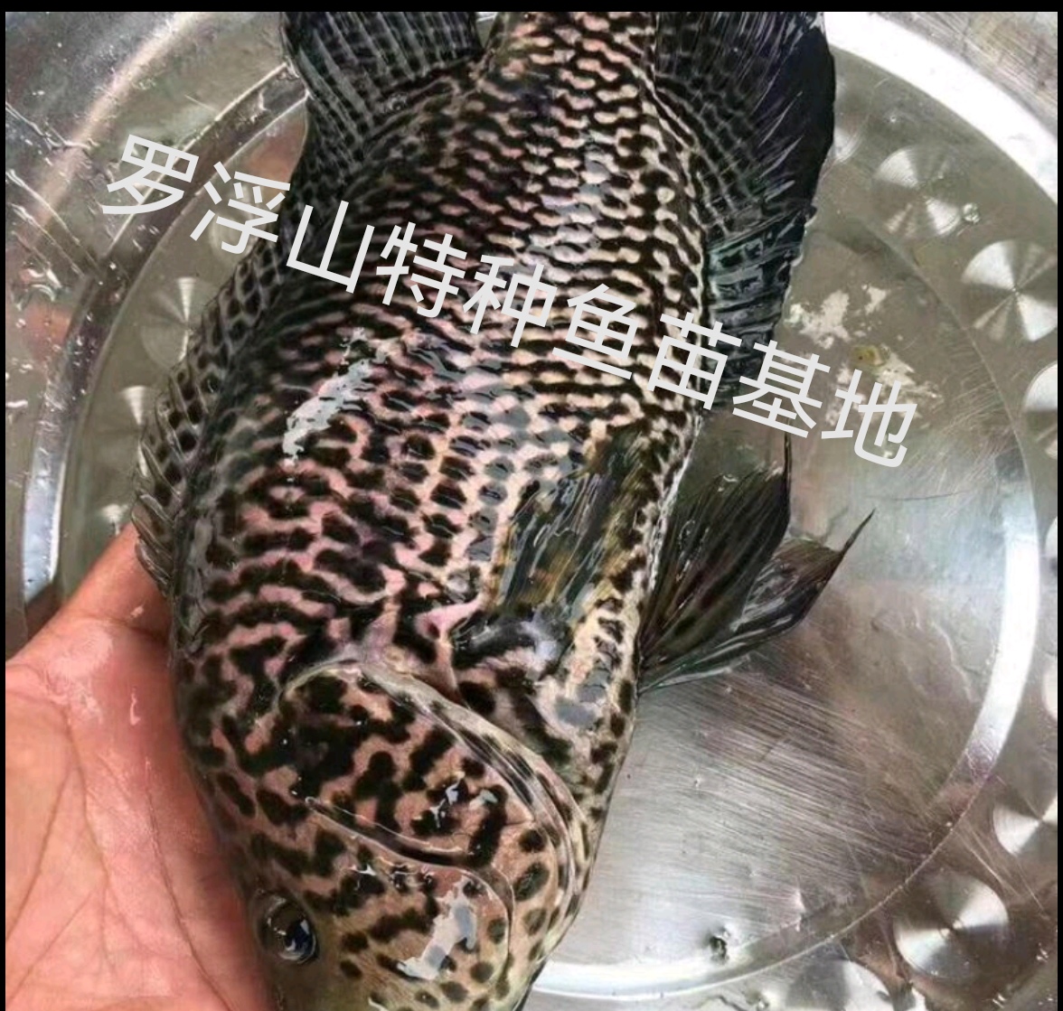 淡水石斑 溪石斑