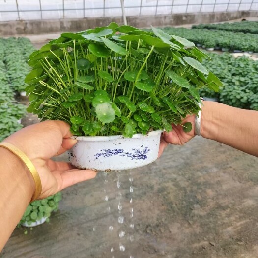 青州市铜钱草盆栽 铜钱草