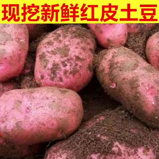 娄烦县彩色马铃薯  娄烦红土豆