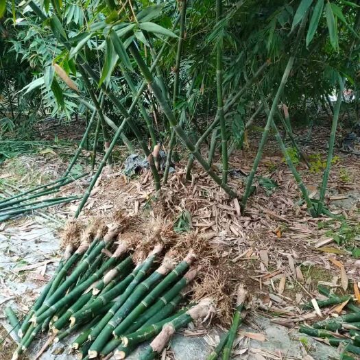 佛山 麻竹笋苗 甜竹笋苗 麻竹苗 甜竹苗