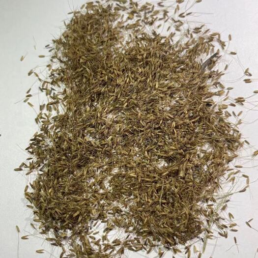 南宁糖蜜草种子 广西南宁糖密草边坡绿化草种，多年生草种，一年四季如春