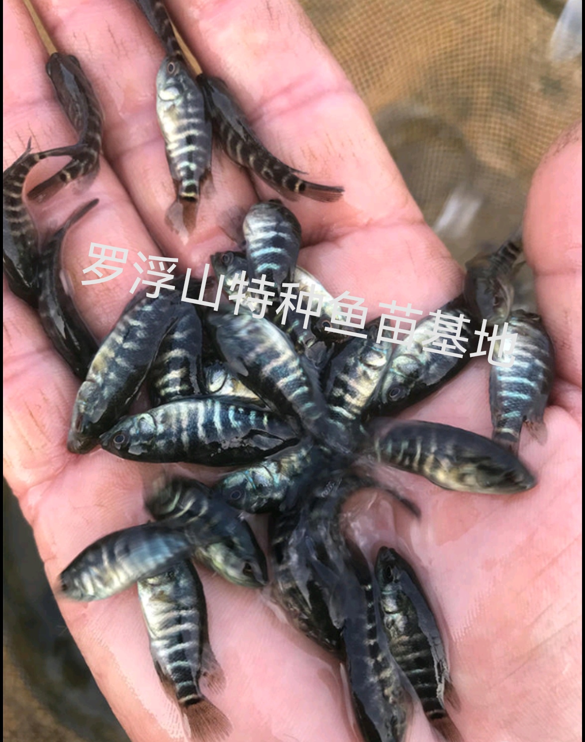 淡水石斑 溪石斑
