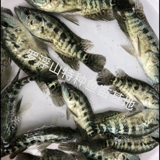 淡水石斑 溪石斑