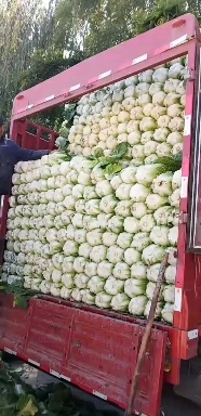 临洮县黄心大白菜大量上市 质量好，价格美丽，需要的联系