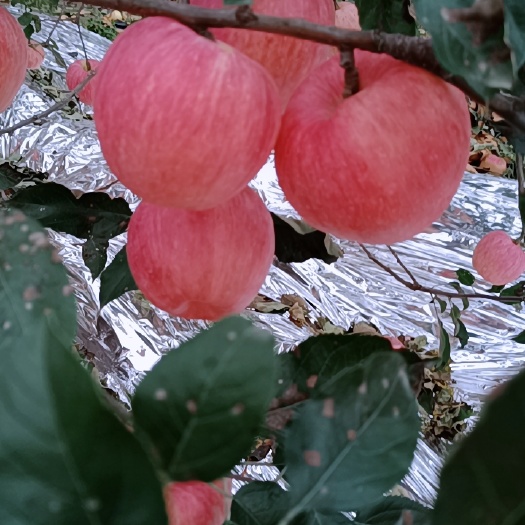 绥中县绥中精品寒富苹果皮薄个大口感好欢迎全国客商