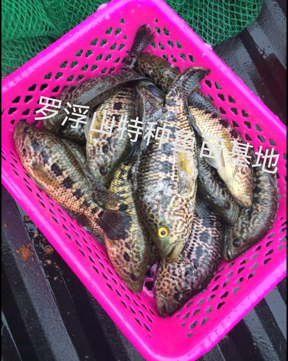 淡水石斑 溪石斑
