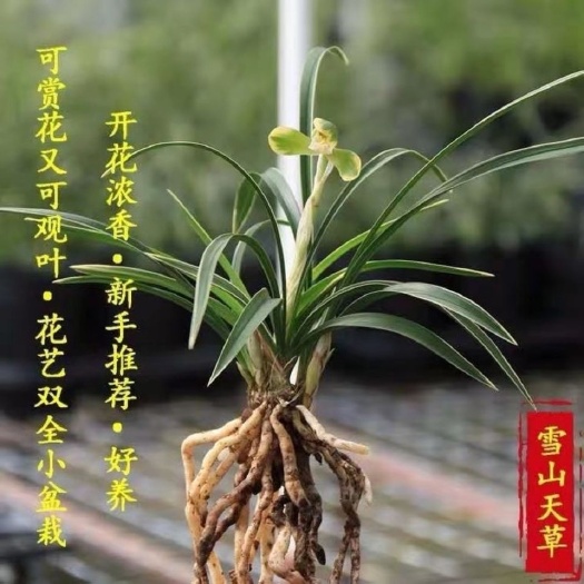 南靖县春兰雪山天草艺草带花苞兰花苗绿植花卉盆栽阳台正品浓香客厅草本