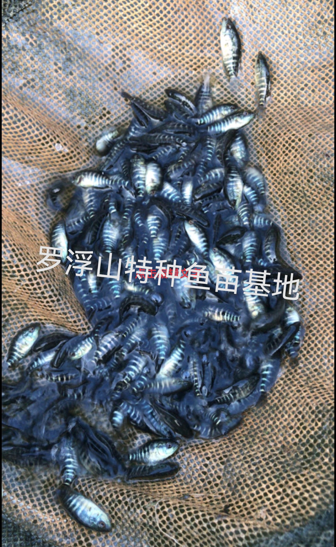 淡水石斑 溪石斑