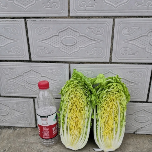 杜绝假货娃娃菜种籽蔬菜种子菜籽四季小白菜籽春秋大田用种包邮