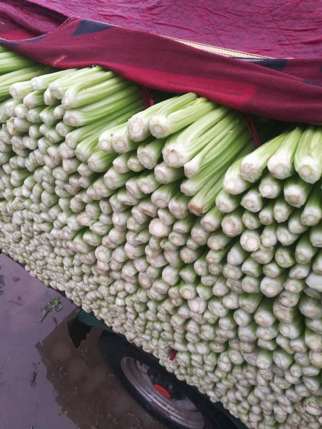 芹菜优质芹菜 量大从优 有各种蔬菜