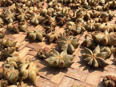昭平县高级干八角