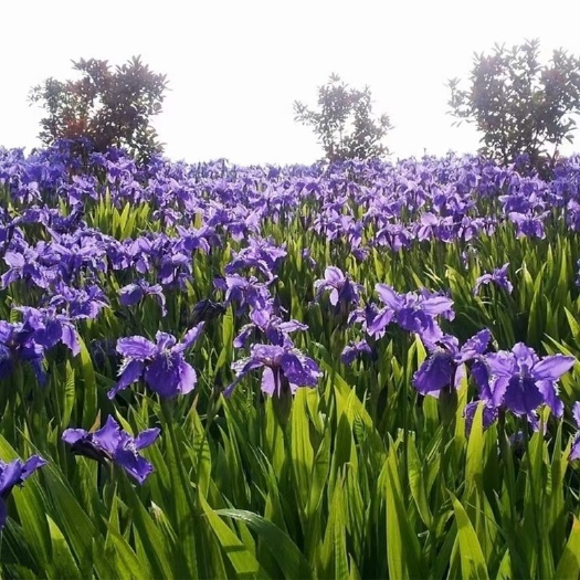 定州市河北定州蓝花鸢尾花草花阳台盆栽绿化苗木多年生