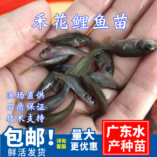 广州 禾花鲤鱼苗\稻田养殖鲤鱼苗\养殖场大量供应\好养殖周期短高产