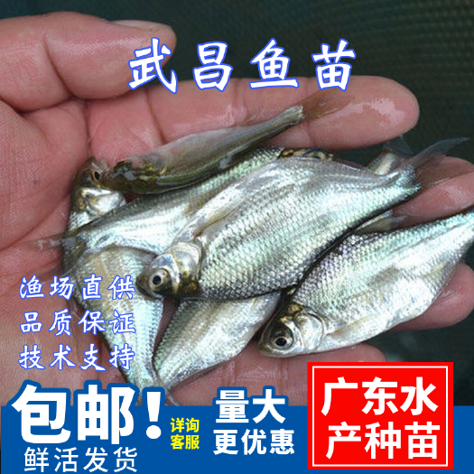 广州 武昌鱼苗\扁鱼苗沙边鱼苗\团头鲂\养殖场批发\优质快大品种