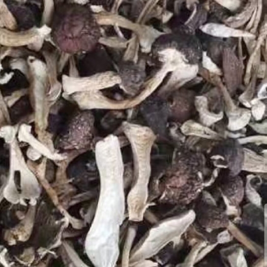 北京鸡油菌 赤松茸干大货批发，电烘干