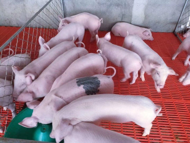 莒南县猪苗  长白猪  杜洛克杂交良种育肥，生长快，瘦肉率高