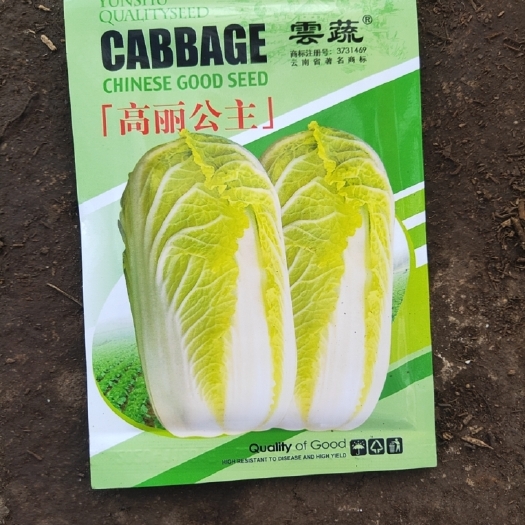 通海县娃娃菜种苗  种苗，娃娃菜苗