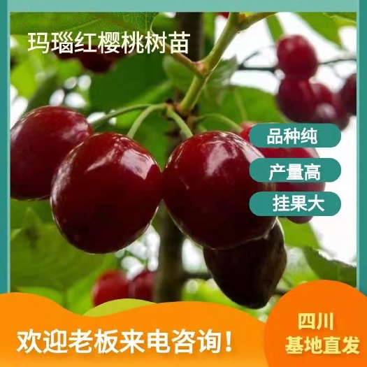南江县玛瑙红樱桃树苗  玛瑙红，红妃，乌克兰易结果易成活挂果大产量高。