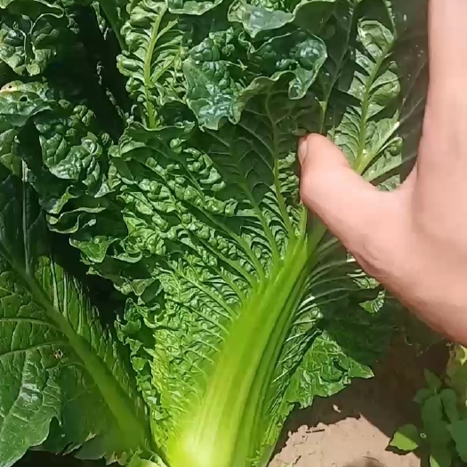 威宁县麻叶菜 精品货大量出售