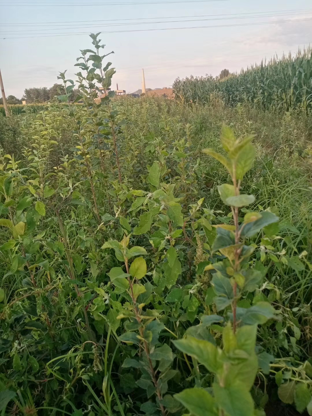  苹果苗木，砧木