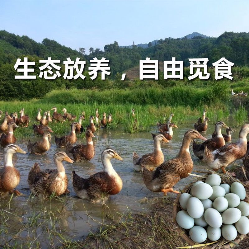 临沂【新鲜鸭蛋】散养麻鸭蛋月子蛋新鲜营养蛋30枚装