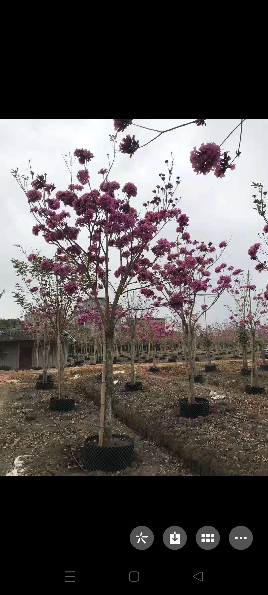 紫花风铃木 紫花绣球风铃木