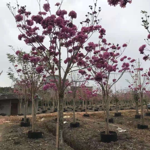 博罗县紫花风铃木 紫花绣球风铃木