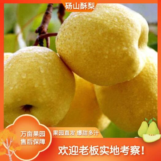 安徽砀山酥梨，百万亩优质高品质酥梨，基地直销，代发全国