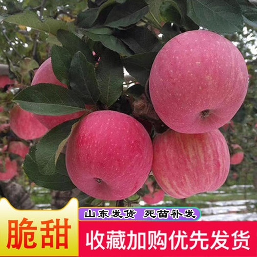 武陟县红富士苹果树苗矮化嫁接糖心苹果苗庭院盆栽地栽苗
