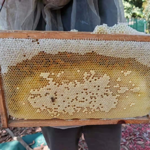 广州深山土蜂蜜正宗荔枝蜜百花蜜冬蜜蜜糖养蜂人一手自己养的蜜蜂蜜糖