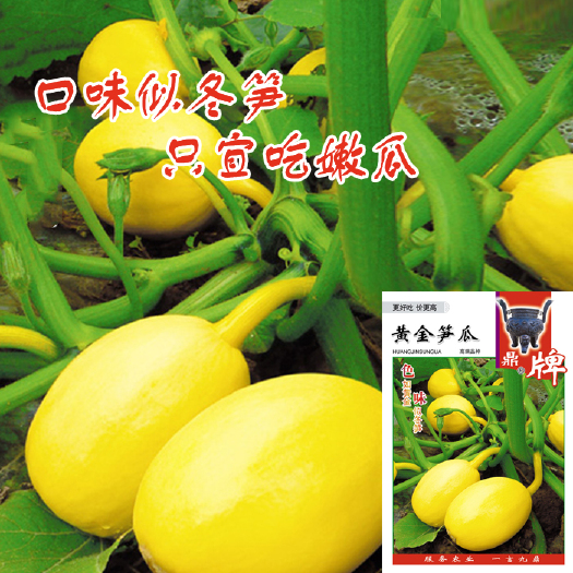 夏邑县鼎牌黄金笋瓜 特早熟南瓜种子 口感似冬笋 专吃嫩瓜